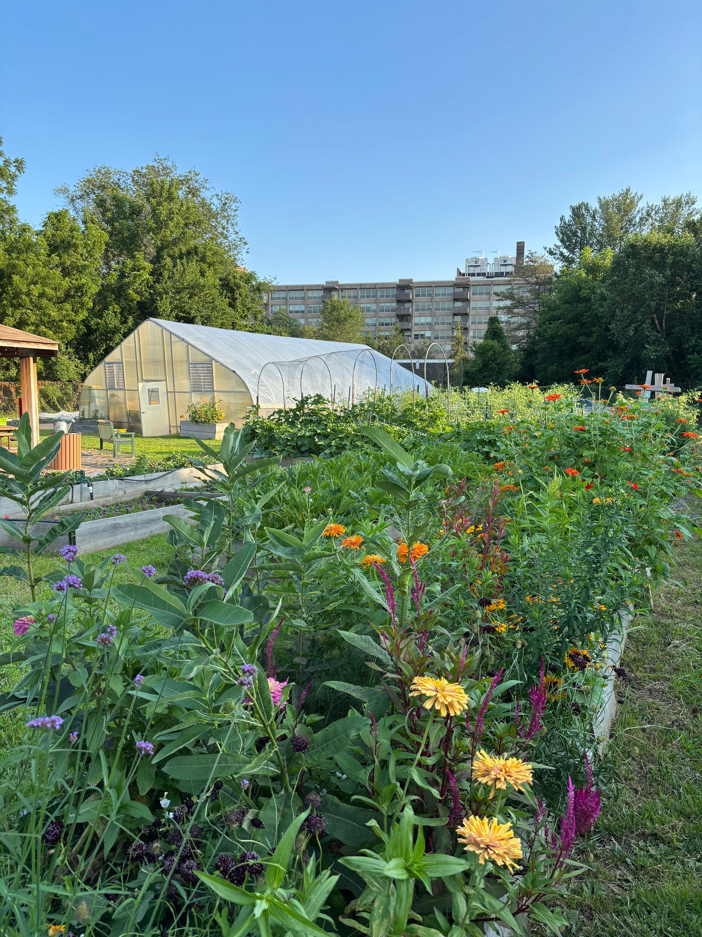 Herbal Teas, Salves & Tinctures Workshop - Jan 21