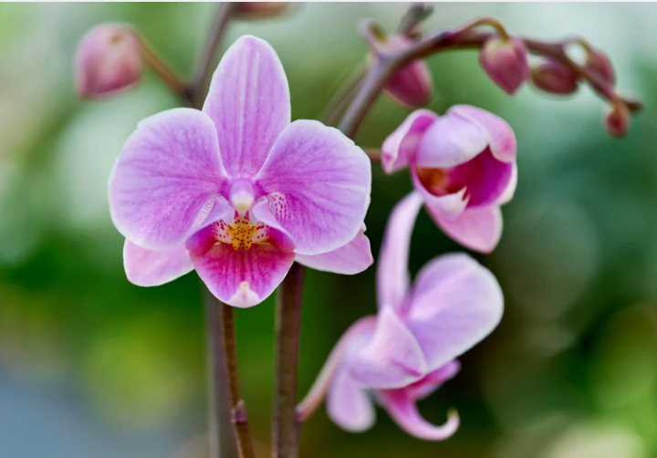 Orchid Care Workshop