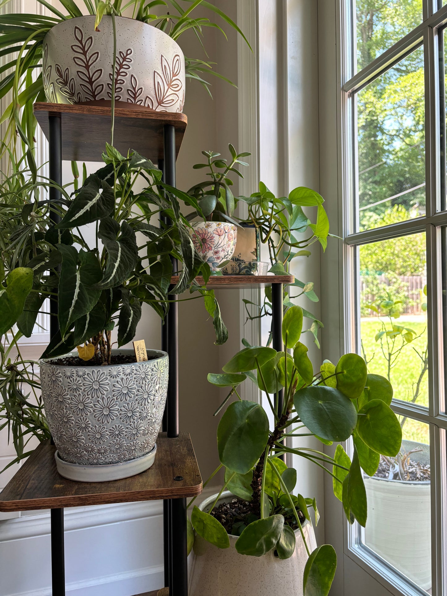 Houseplant Care Basics