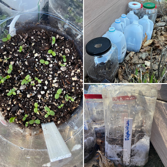 Winter Sowing Workshop - Jan 11