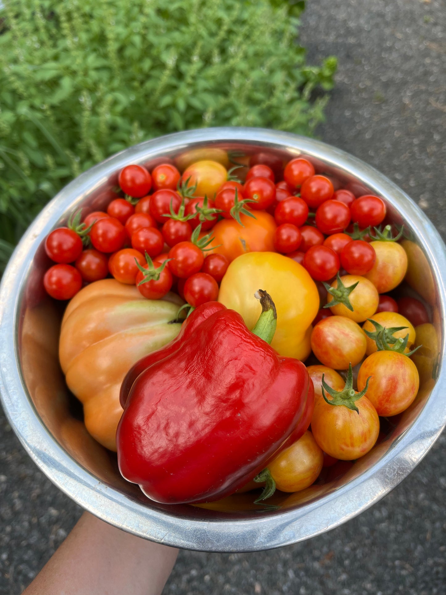 Vegetable Garden Basics - Feb 18