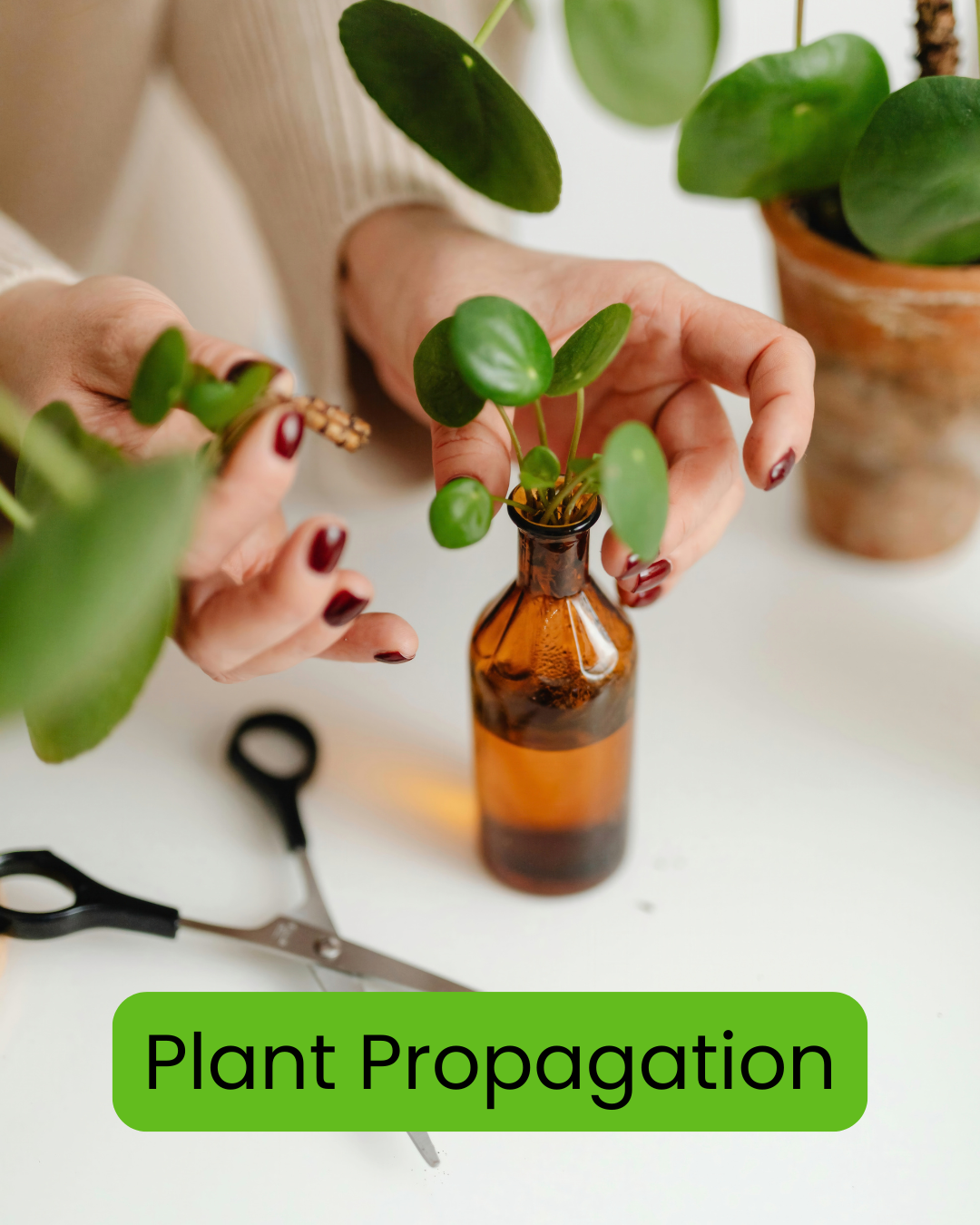 Introduction to Houseplant Propagation - March 19